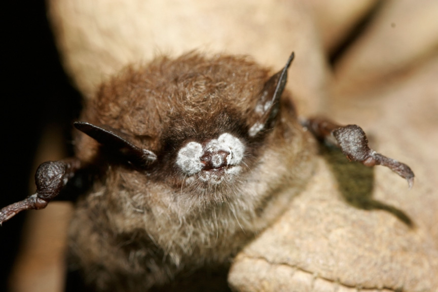 Little brown bat (Myotis lucifugus) with fungus on its nose. (Ryan von Linden/New York Department of Environmental Conservation)