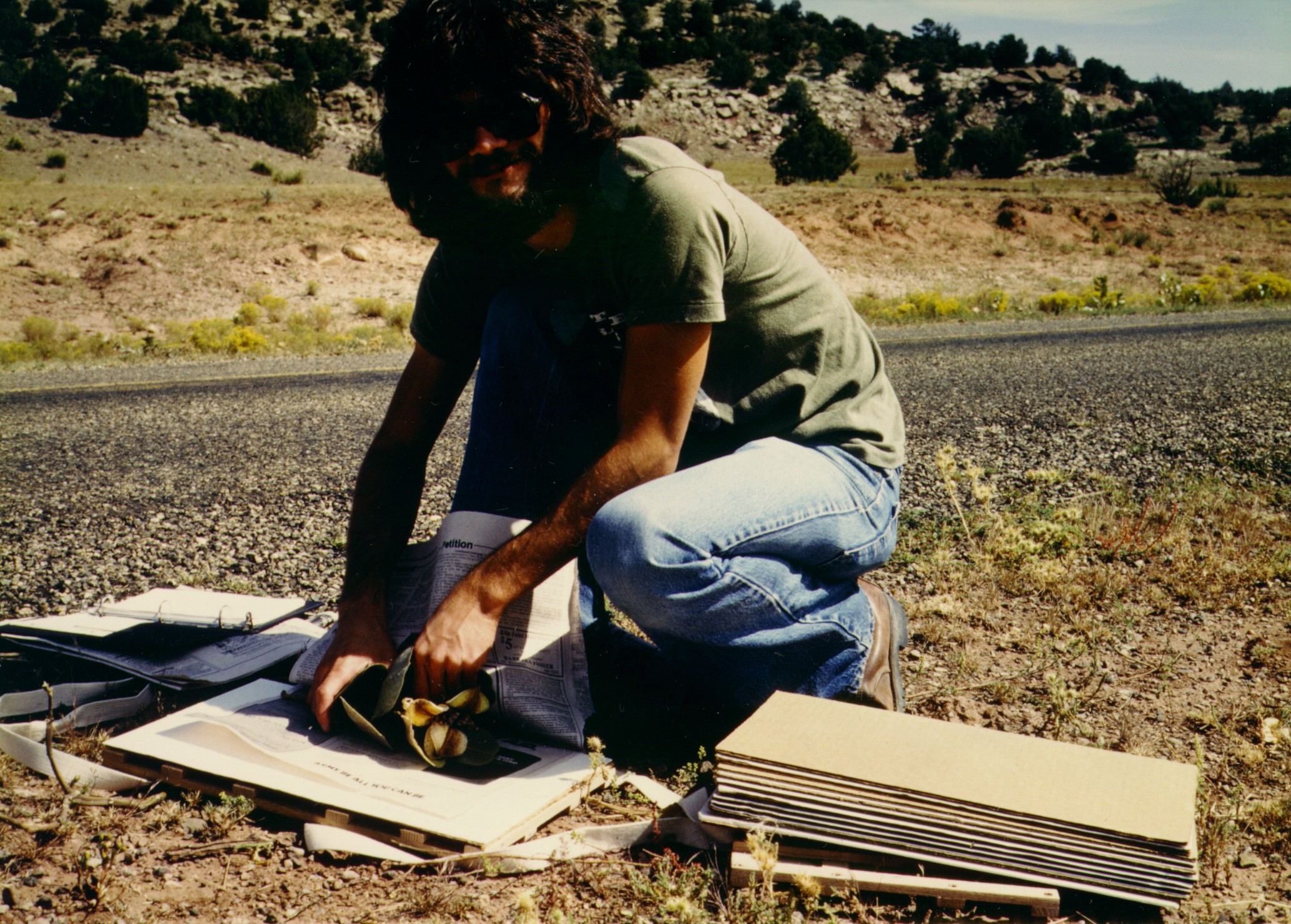 I'm pressing a milkweed I collected near El Cerrito, N.M., in the fall of 1983